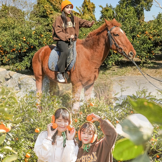 트로이테마농원 타이백감귤체험(1kg)+승마 단거리